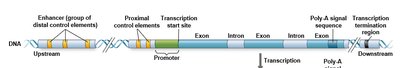 Model for action of enhancers and transcription activators