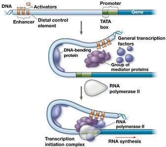 Activator binds enhancer and stimulates transcription
