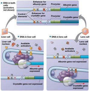 Combinatorial control of gene activation