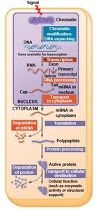 Alternative RNA processing