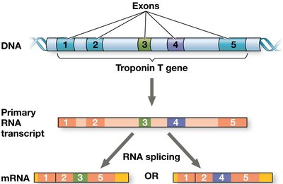 Regulation of translation and mRNA degradation