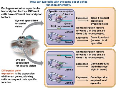 Differential gene expression in specialized eye cells