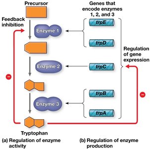 Feedback inhibition and gene regulation in tryptophan synthesis