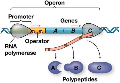 Structure of an operon