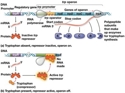 trp operon regulation