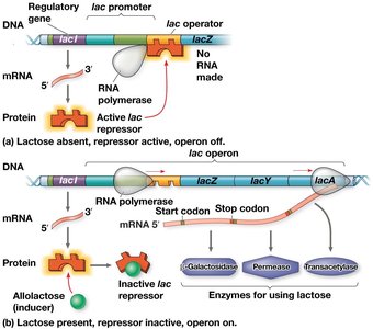 lac operon regulation