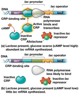 Positive regulation of lac operon