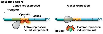 Inducible operon mechanism