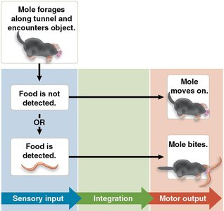 Diagram of sensory input, integration, and motor output in a mole