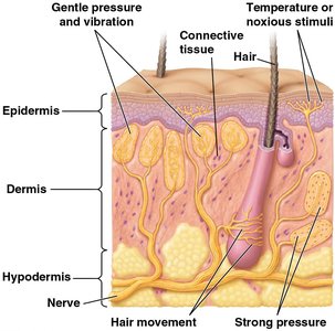Cross-section of skin showing mechanoreceptors