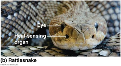 Rattlesnake showing heat-sensing organ