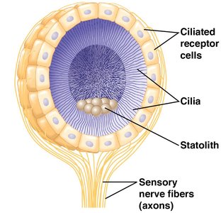 Diagram of a statocyst with statoliths