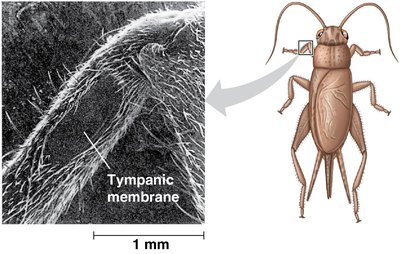 Tympanic membrane in an insect