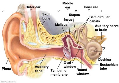 Anatomy of the human ear