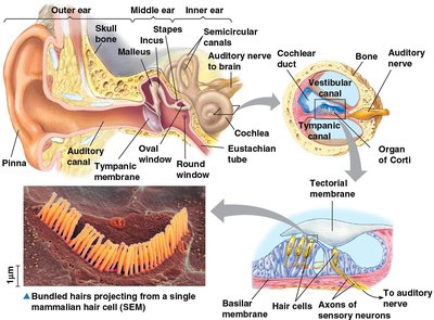 Detailed structure of the inner ear and cochlea