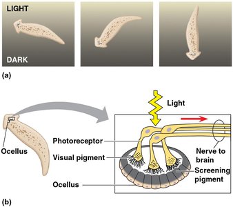 Ocellus structure in planarians