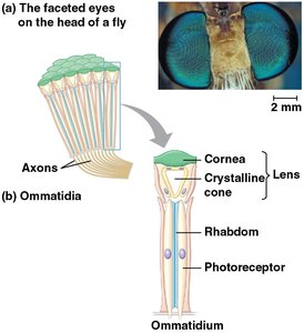 Structure of compound eye and ommatidia