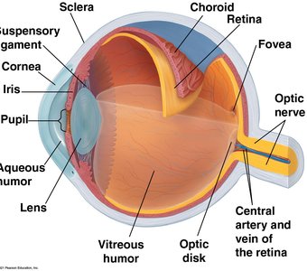 Anatomy of the human eye
