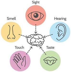 Diagram showing the five senses and the brain