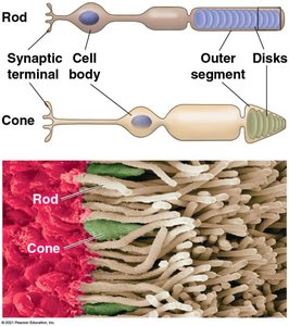 Neural pathway in the retina