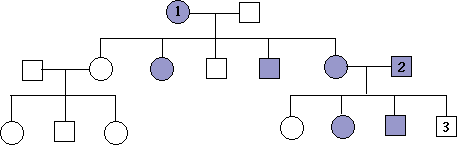 Pedigree showing three generations with labeled individuals