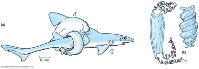 Shark with claspers used for internal fertilization