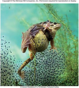 Amphibian parental care strategies