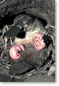 Kangaroo with young in pouch (marsupial reproduction)