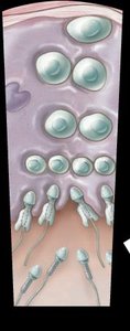Human male reproductive system anatomy