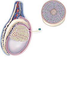 Stages of spermatogenesis in seminiferous tubules