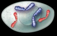 Structure of human sperm