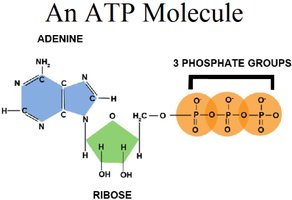 ATP molecule structure