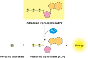 ATP hydrolysis reaction