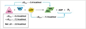 ATP coupling with endergonic reaction