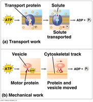 ATP in transport and mechanical work