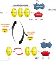 ATP cycle: regeneration and use