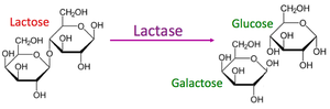 Lactase catalyzing lactose breakdown