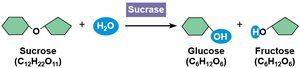 Sucrase catalyzing sucrose hydrolysis