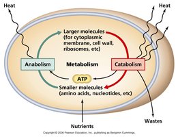 Diagram of metabolic pathways showing anabolism and catabolism
