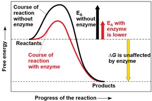 Enzyme lowers activation energy graph