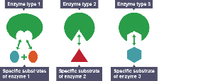 Enzyme-substrate specificity