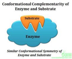 Conformational complementarity of enzyme and substrate
