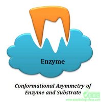 Conformational asymmetry of enzyme and substrate