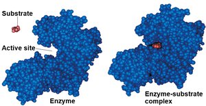 Enzyme-substrate complex structure