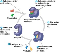 Enzyme catalytic cycle