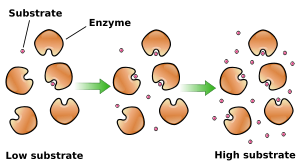 Enzyme saturation curve