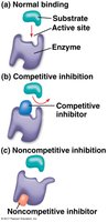Competitive and noncompetitive inhibition