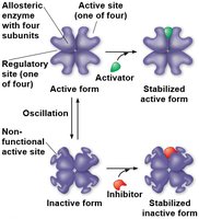 Allosteric regulation of enzyme