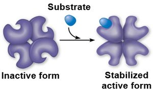 Cooperativity in enzyme regulation