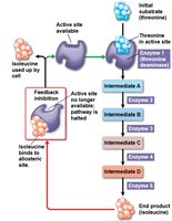 Feedback inhibition in metabolic pathway